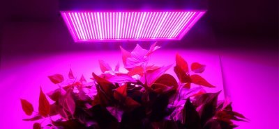 LED植物灯